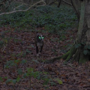 scary dog eyes