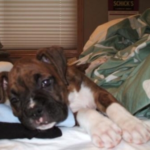 Bena, 8 1/2 weeks old