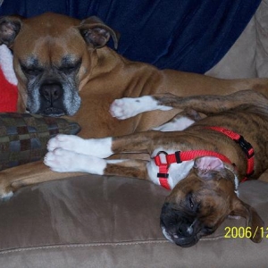 sleepy boxers