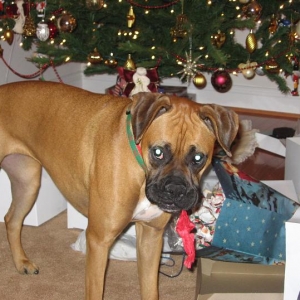 Christmas Helper?