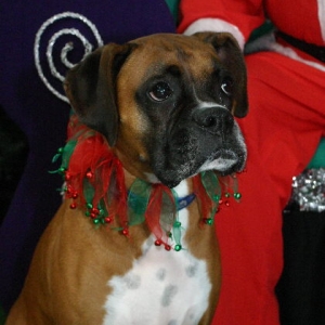 brandys xmas photo 2006