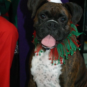 tiggers xmas photo for 2006