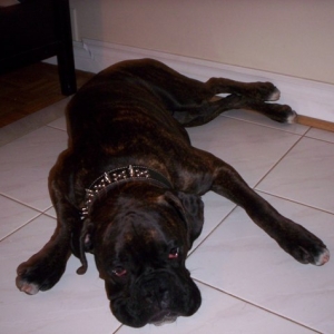 Lazy Puppy!