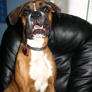 Woof!