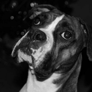 Lucy at Christmas