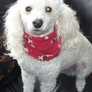 Bailey_anxiously_awaiting_Santa