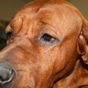 Close Up