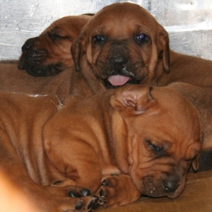 three babies