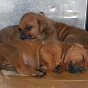 little angels