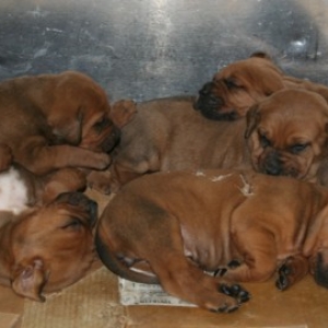 the 5 baby girls....little boy's always up and about