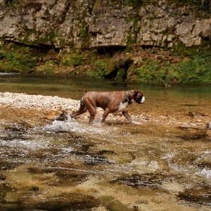 River dog