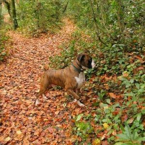 Camouflaged