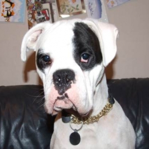 Finn and his new collar