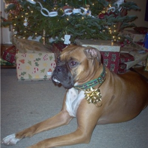Christmas Picture