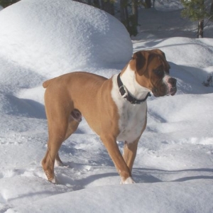 Zeus in the snow