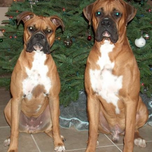 Christmas 2006