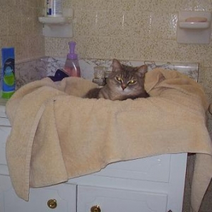 perfect for a cat nap