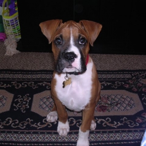 Brutus at 4 months