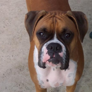 Samantha - 18 Month's Old
