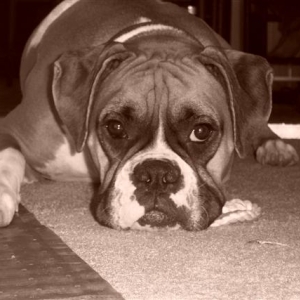 Samantha - 18 Month's Old