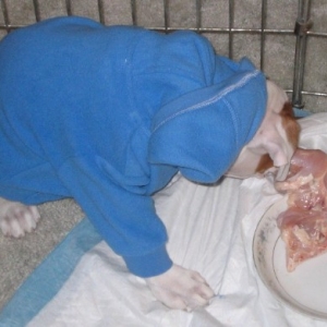 Terramoto having his first raw meal