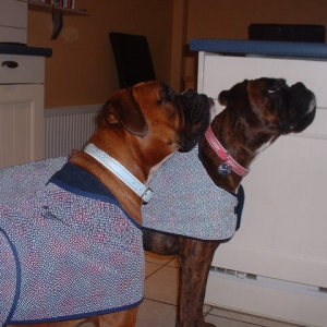 Smart dogs