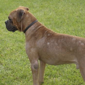 Boris before with mange, poor guy
