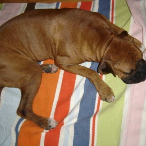 Boris after three months and healthy healthy healthy