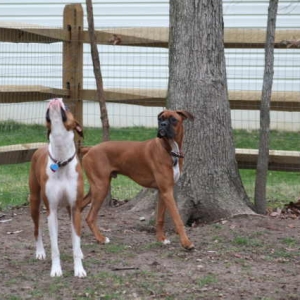The_two_bover_babies