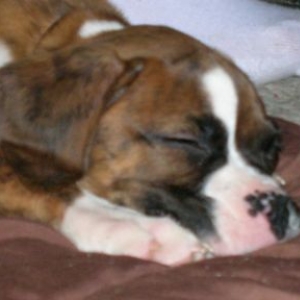 12 weeks
