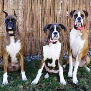 Boxer buddies!