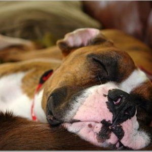Nap Time...