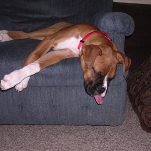 Sleeping Brutus