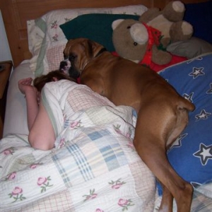 Ever been spooned by a Boxer???