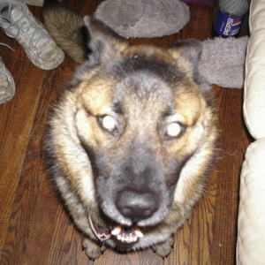 Otis2