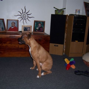Lucy 1