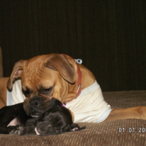 Puppy love
