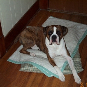 rocky_big