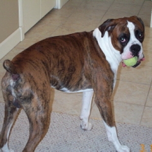 rocky_s_ball
