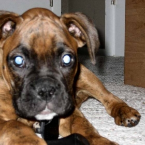 Seamus1