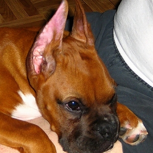 Rocko