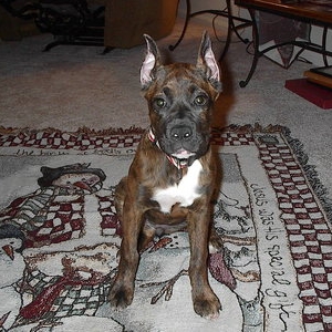 Christmas 06
