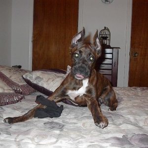 Such a Goof Ball