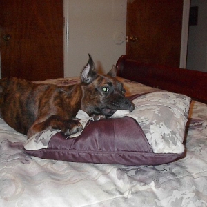 Maybe if I freeze Mom won't know I was chewing her pillow