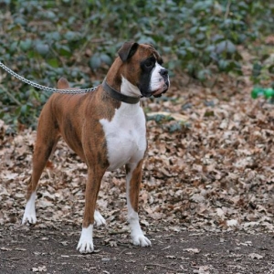 Henri