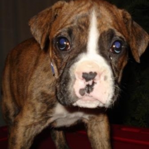 Everyone meet Laila she just came home last night.