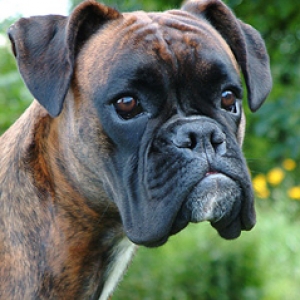 Maggie
