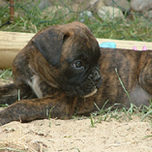Maggie