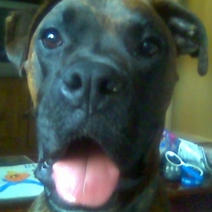 My Big Luv Bug Rocky