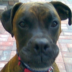 Rocky Grinning